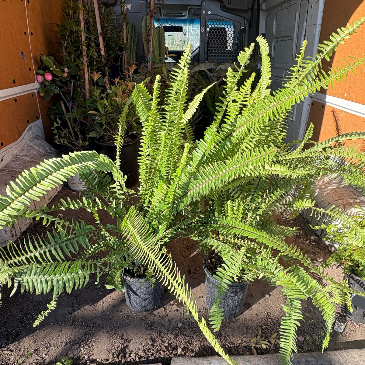 Nephrolepis cordifolia