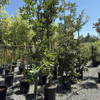 Netleaf Oak