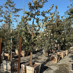 Netleaf Oak
