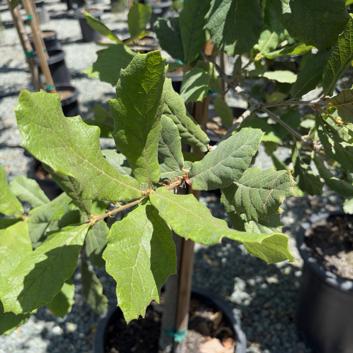 Netleaf Oak