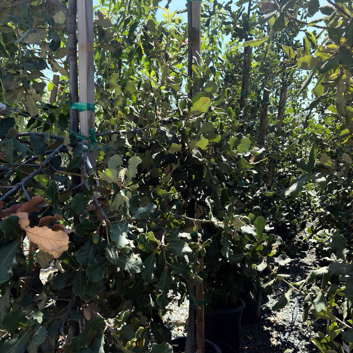 Netleaf Oak