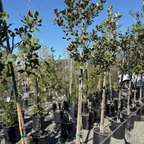 Netleaf Oak
