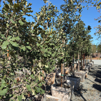 Netleaf Oak
