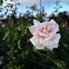 New Dawn Climbing Rose