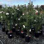 New Dawn Climbing Rose