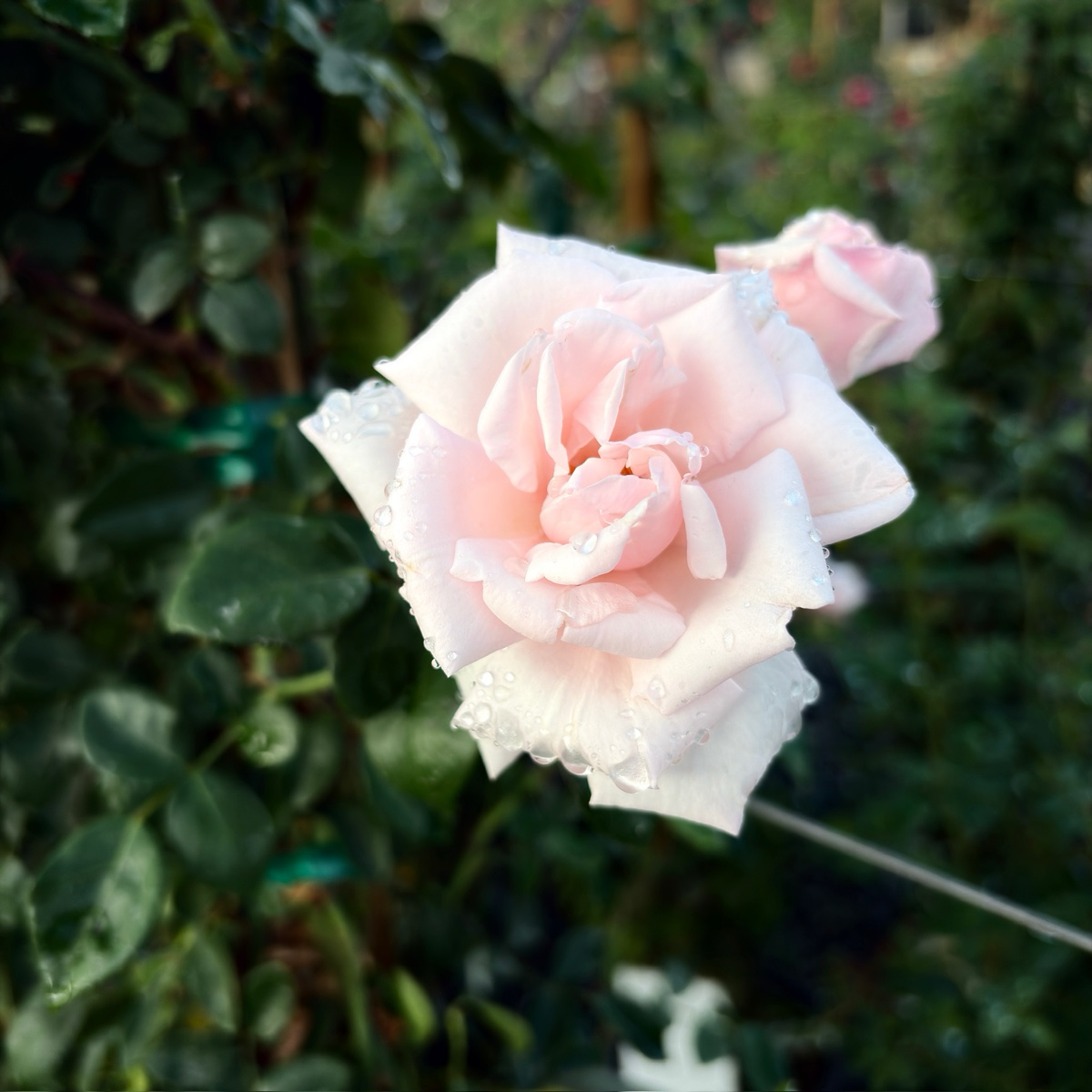 New Dawn Climbing Rose