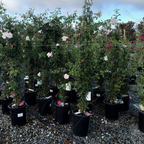 New Dawn Climbing Rose