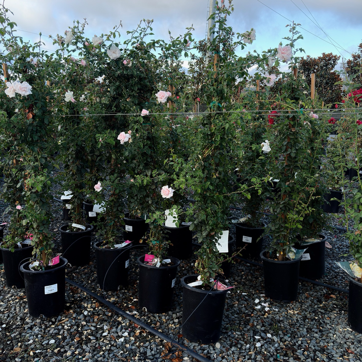 New Dawn Climbing Rose