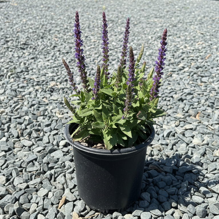 New Dimension Salvia