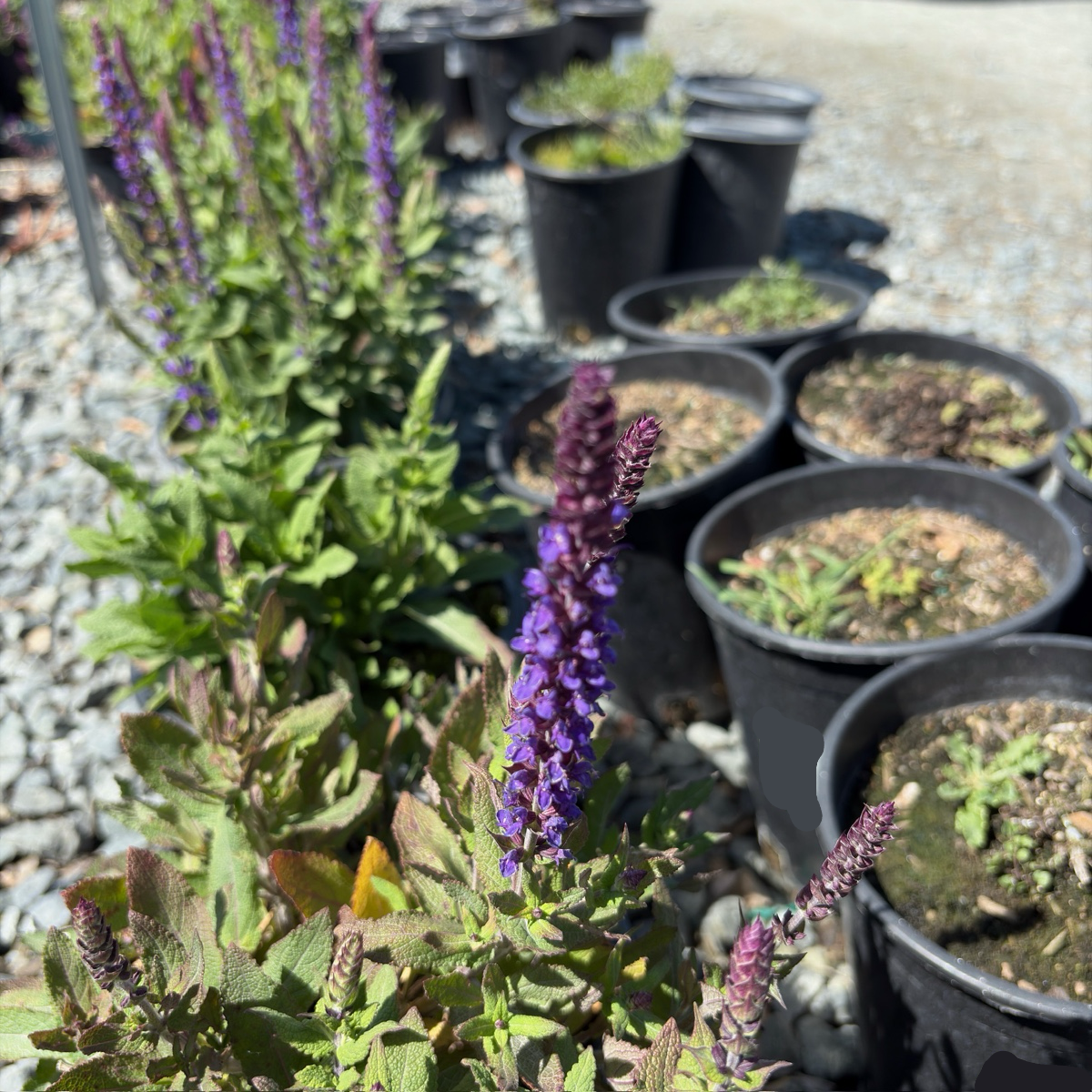 New Dimension Salvia