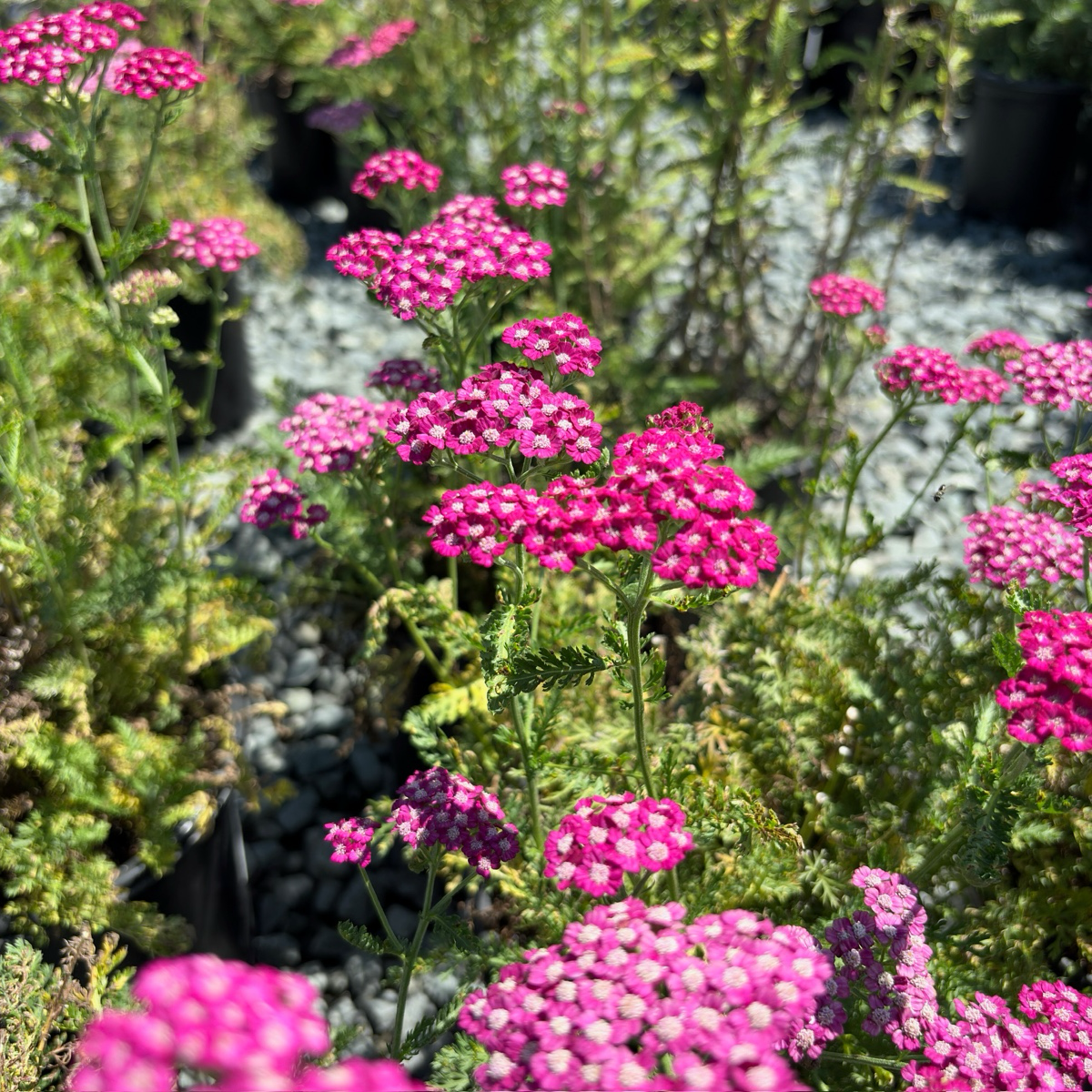 New Vintage Common Yarrow