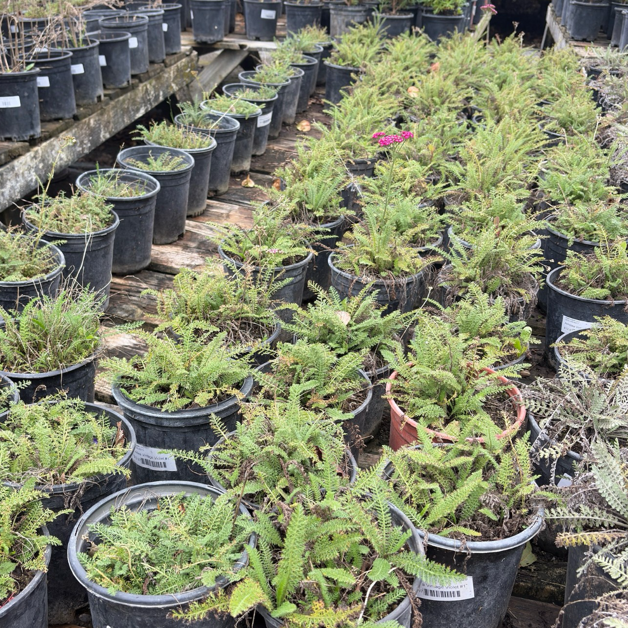 New Vintage Common Yarrow