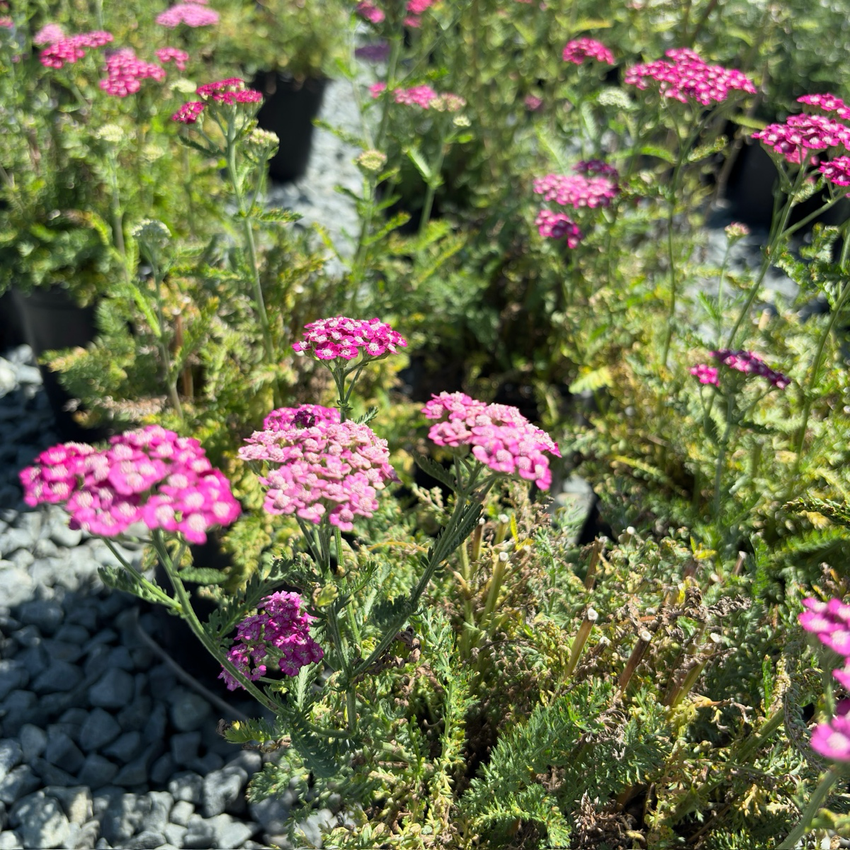 New Vintage Common Yarrow