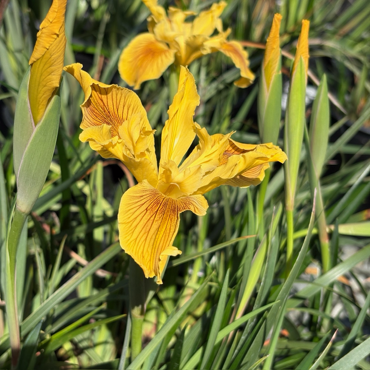 New Yellow Pacific Coast Iris