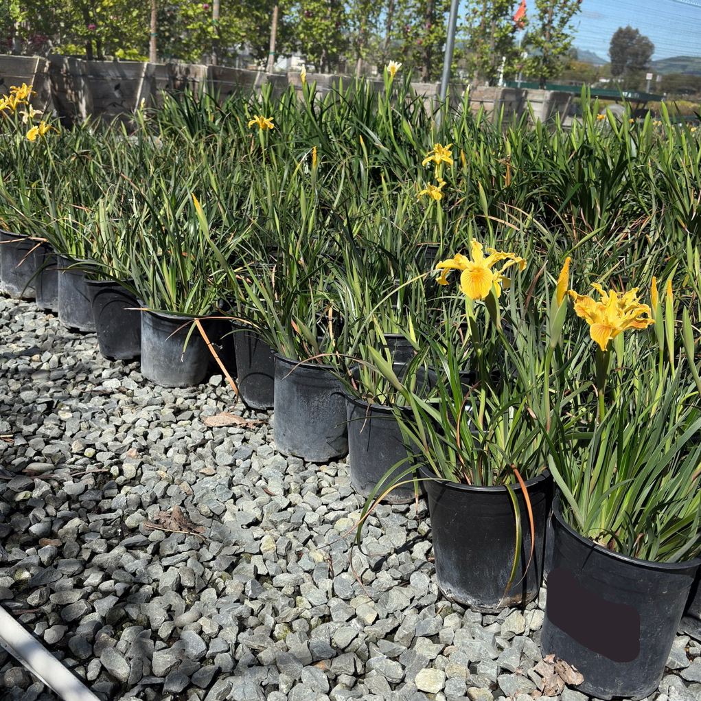 New Yellow Pacific Coast Iris