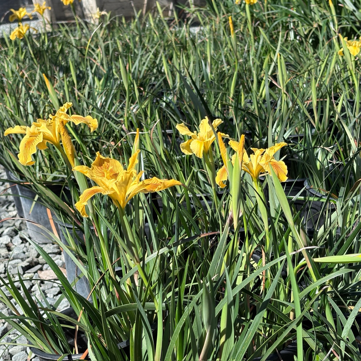New Yellow Pacific Coast Iris