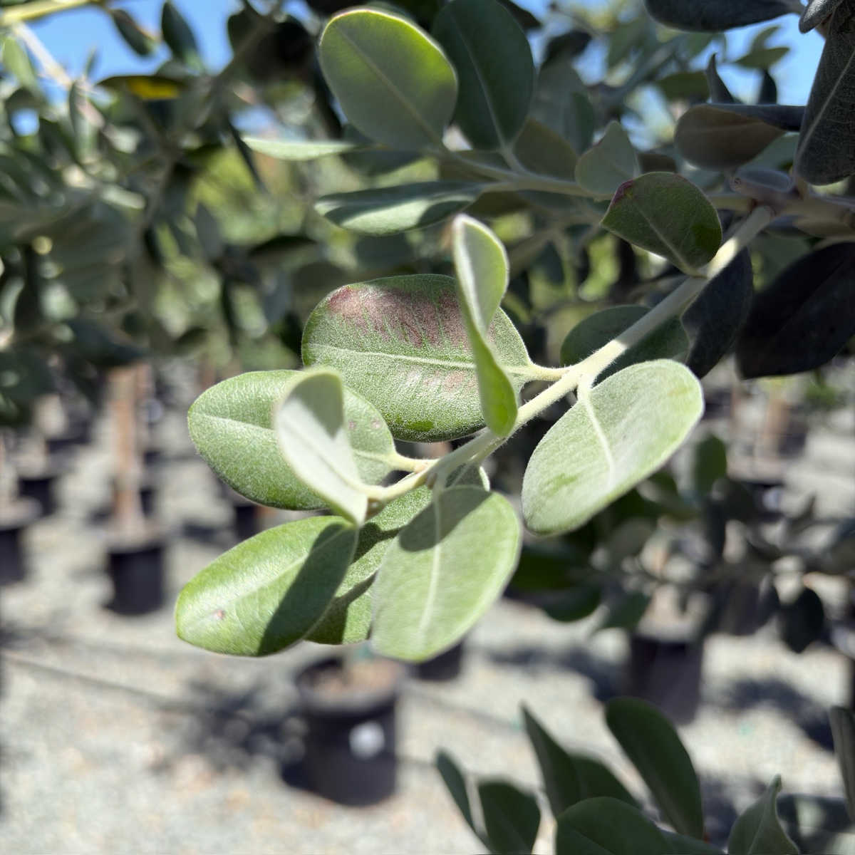 New Zealand Christmas Tree