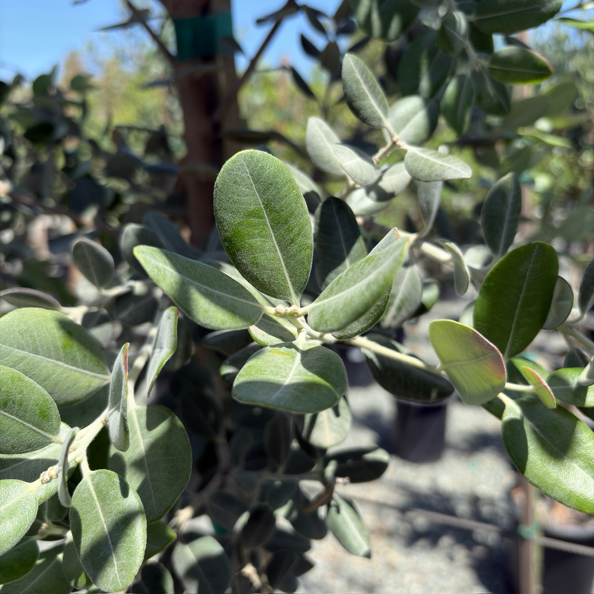 New Zealand Christmas Tree