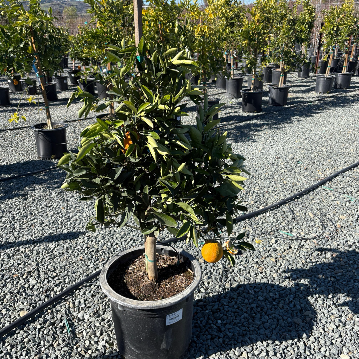 Newhall Sweet Navel Orange