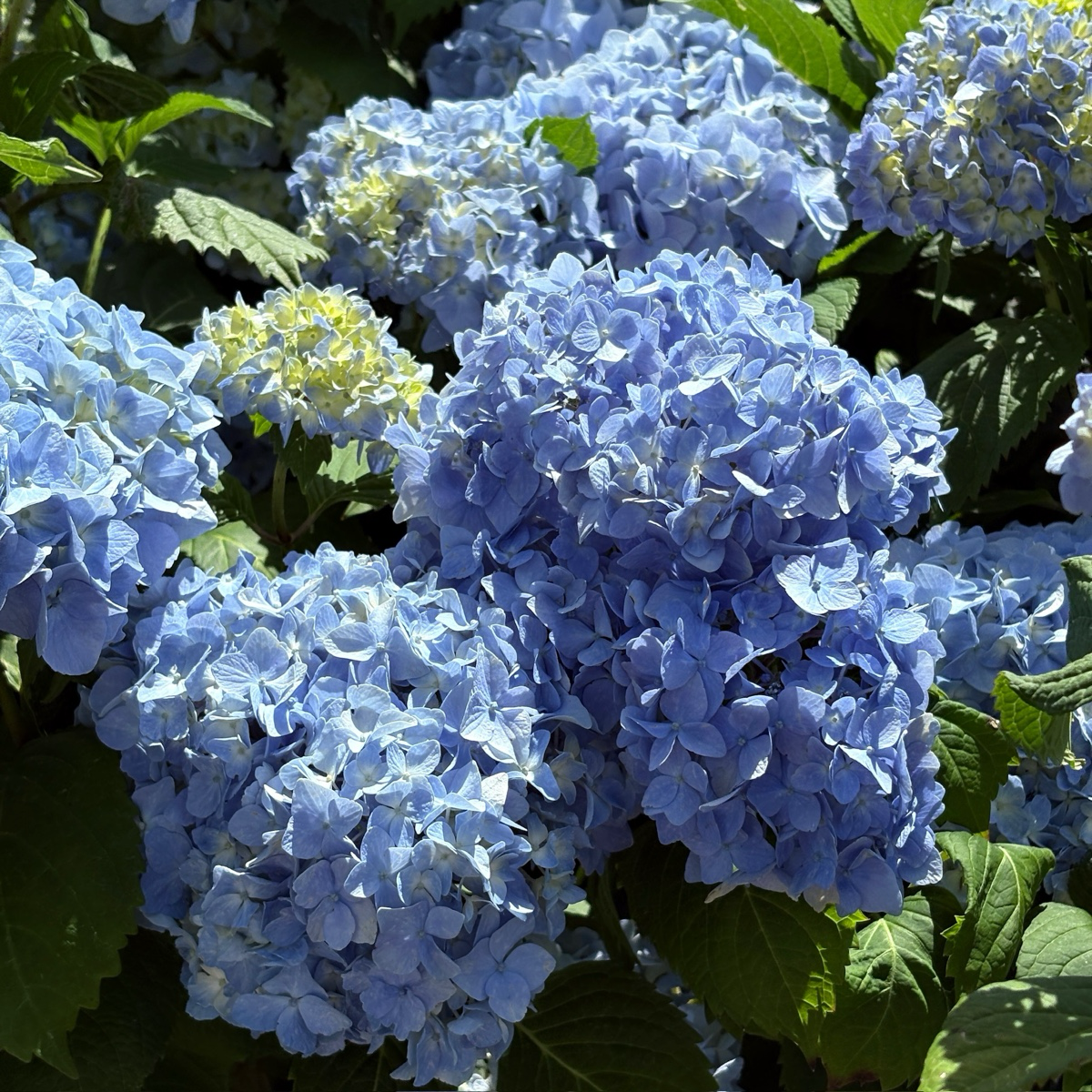 Nikko Blue Hydrangea