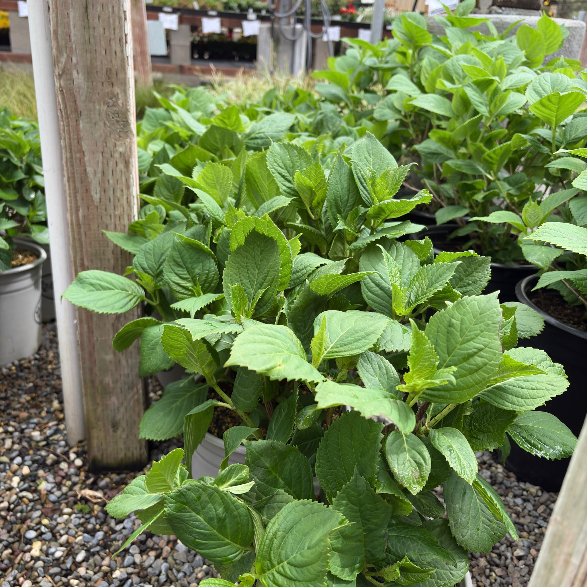 Nikko Blue Hydrangea