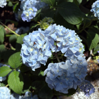 Nikko Blue Hydrangea