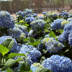Nikko Blue Hydrangea