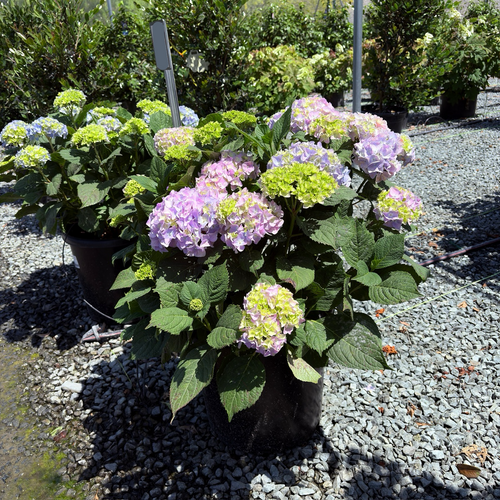 Nikko Blue Hydrangea | Classic Vibrant Blue Mophead Blooms