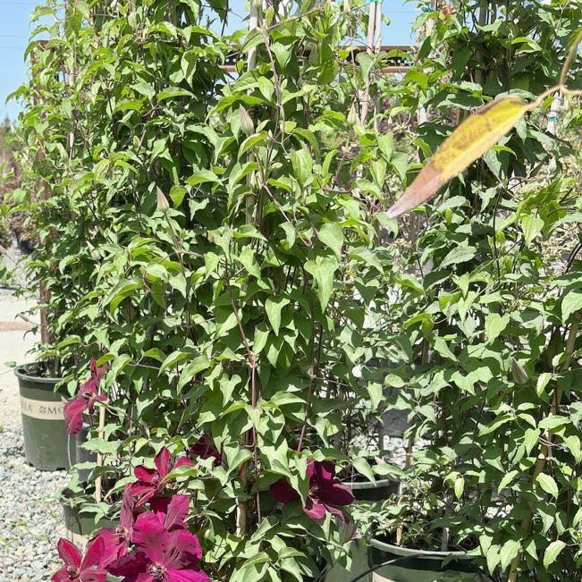 Row of potted Niobe Clematis plants with pink flowers in a nursery setting