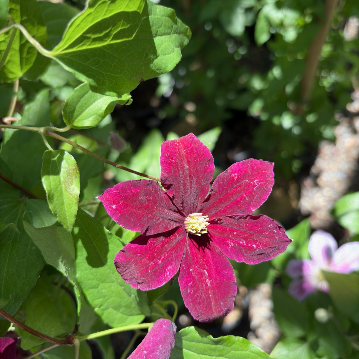 Niobe Clematis flower with green leaves in a natural setting