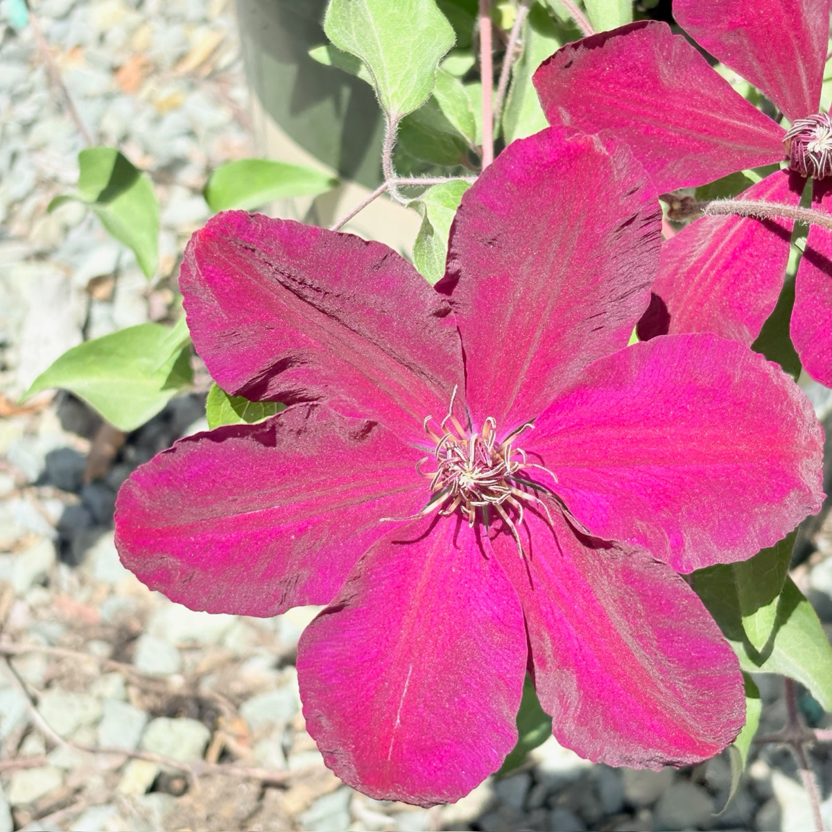 Close-up of Niobe Clematis flower with green leaves in the background