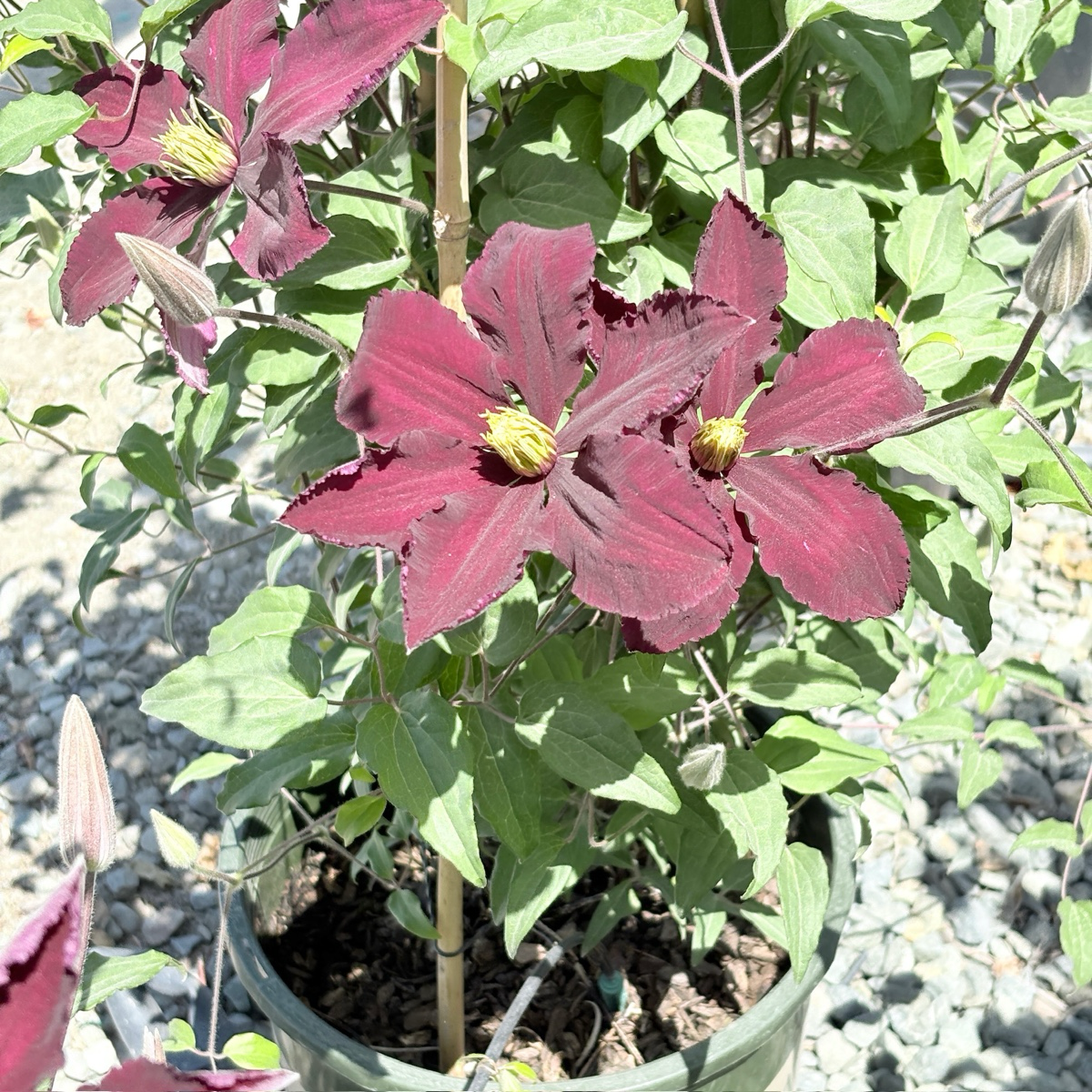 Red flower Niobe Clematis with green leaves in a pot on a gravel surface