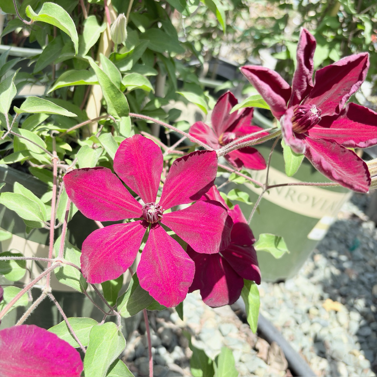 Close-up of Niobe Clematis flowers with green leaves in a natural setting.