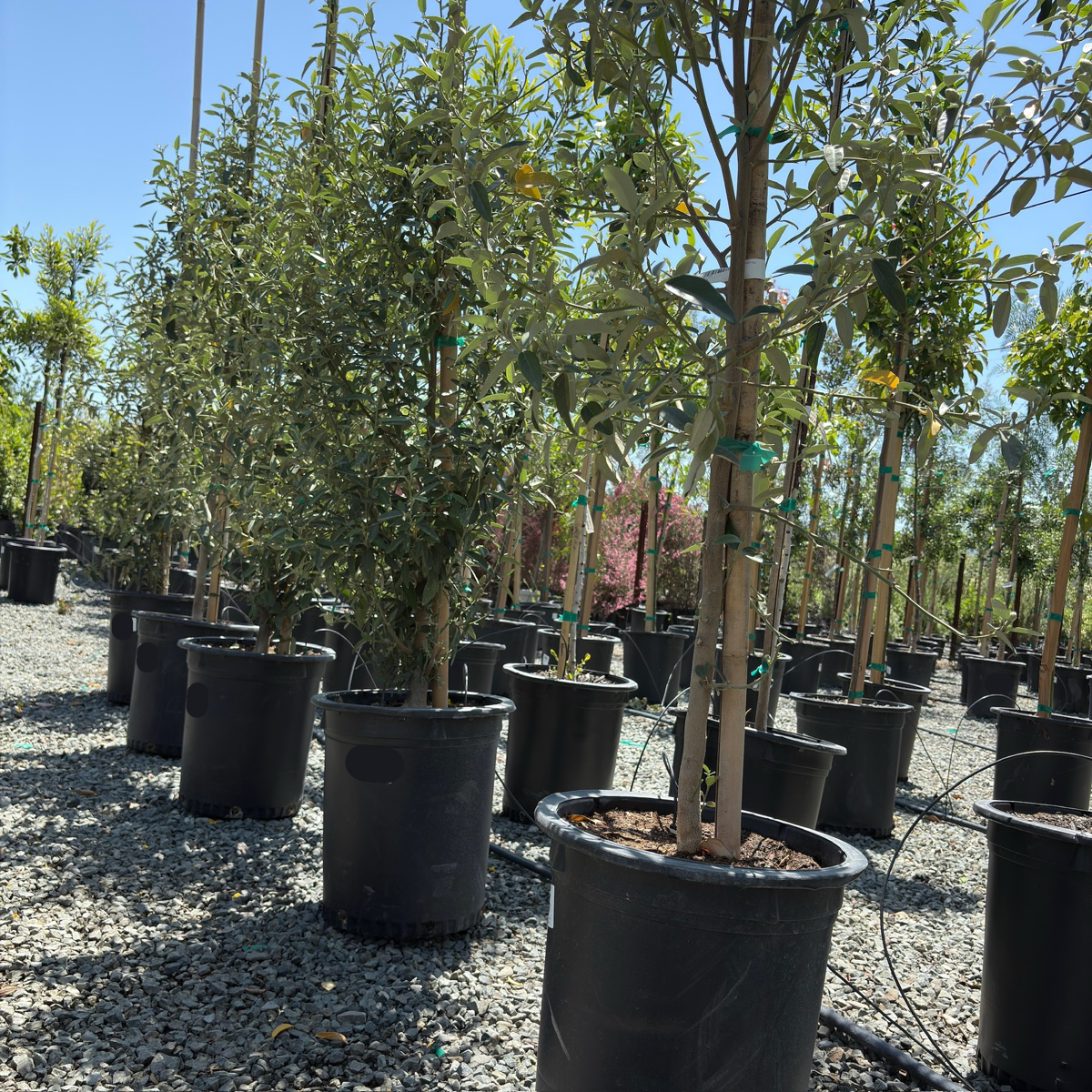 Norfolk Island hibiscus