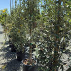 Norfolk Island hibiscus