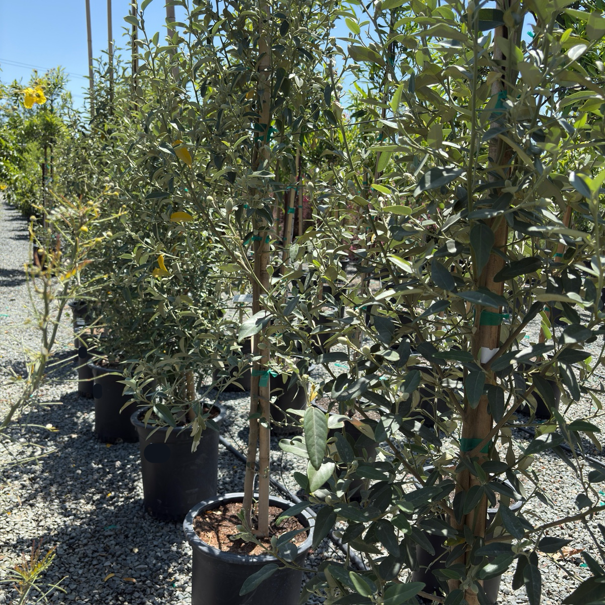 Norfolk Island hibiscus