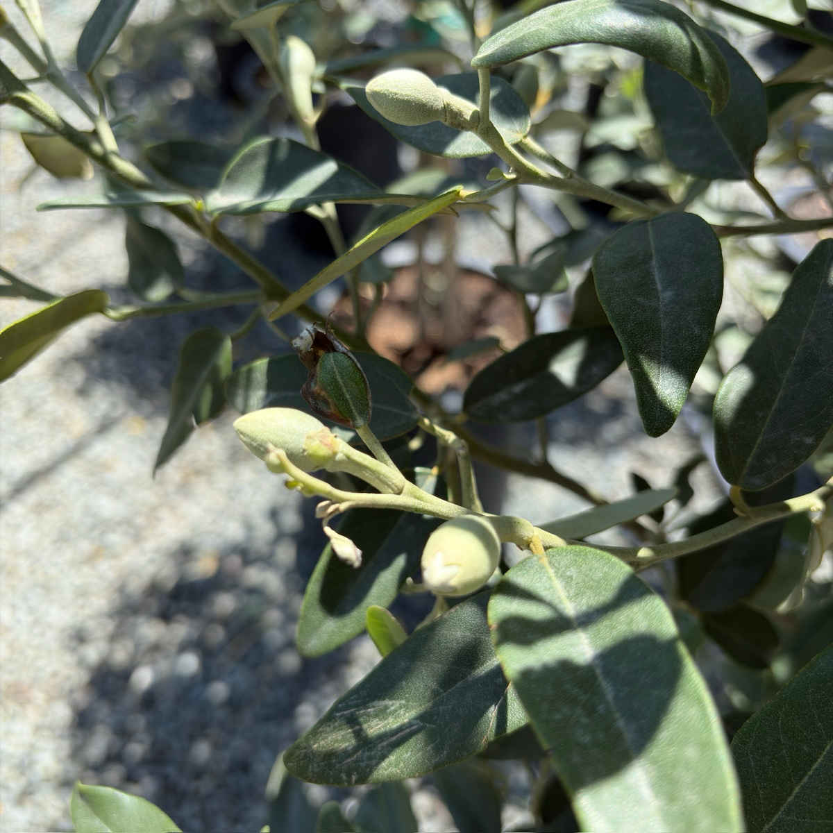 Norfolk Island hibiscus