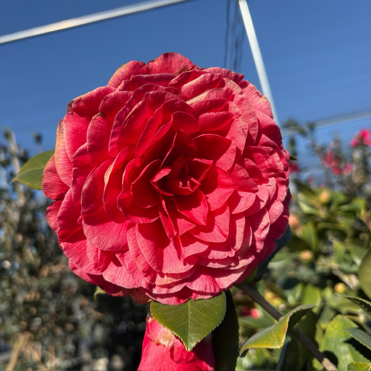 Nuccio's Bella Rossa Camellia
