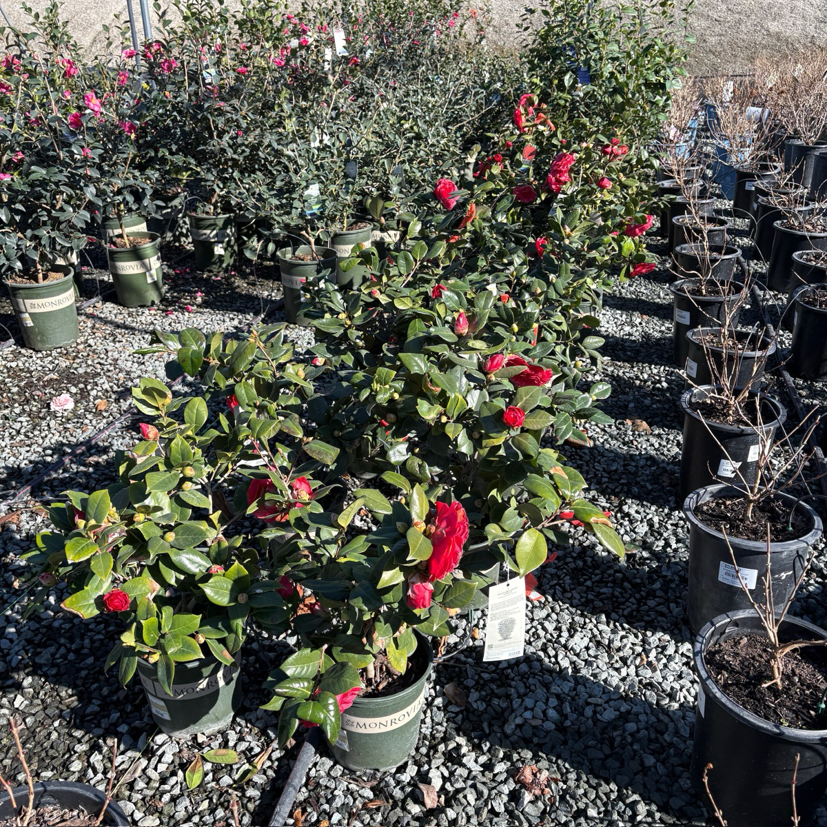 Nuccio's Bella Rossa Camellia
