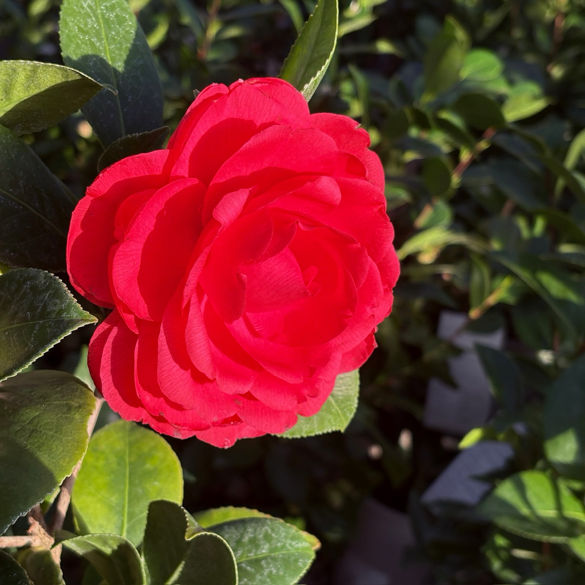Nuccio's Bella Rossa Camellia