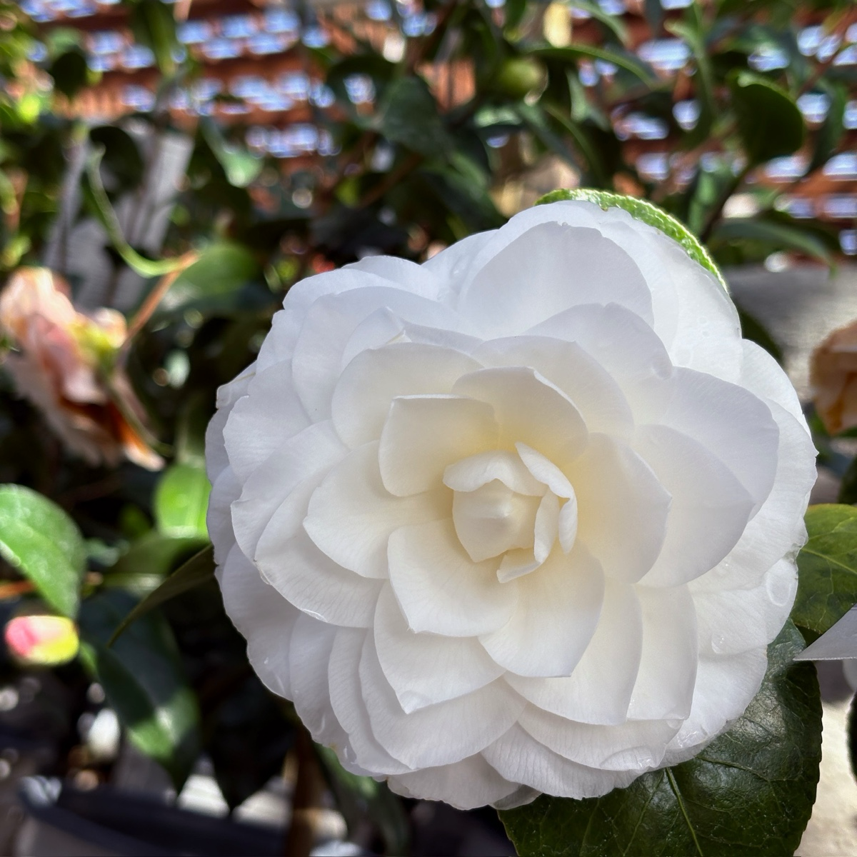 Nuccio's Gem Camellia