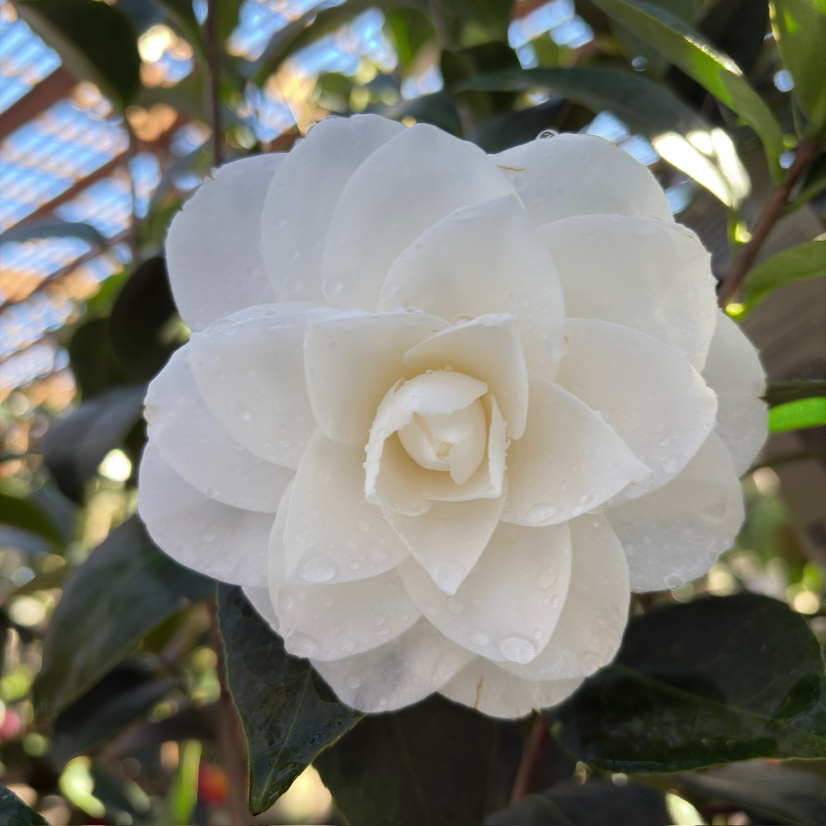 Nuccio's Gem Camellia