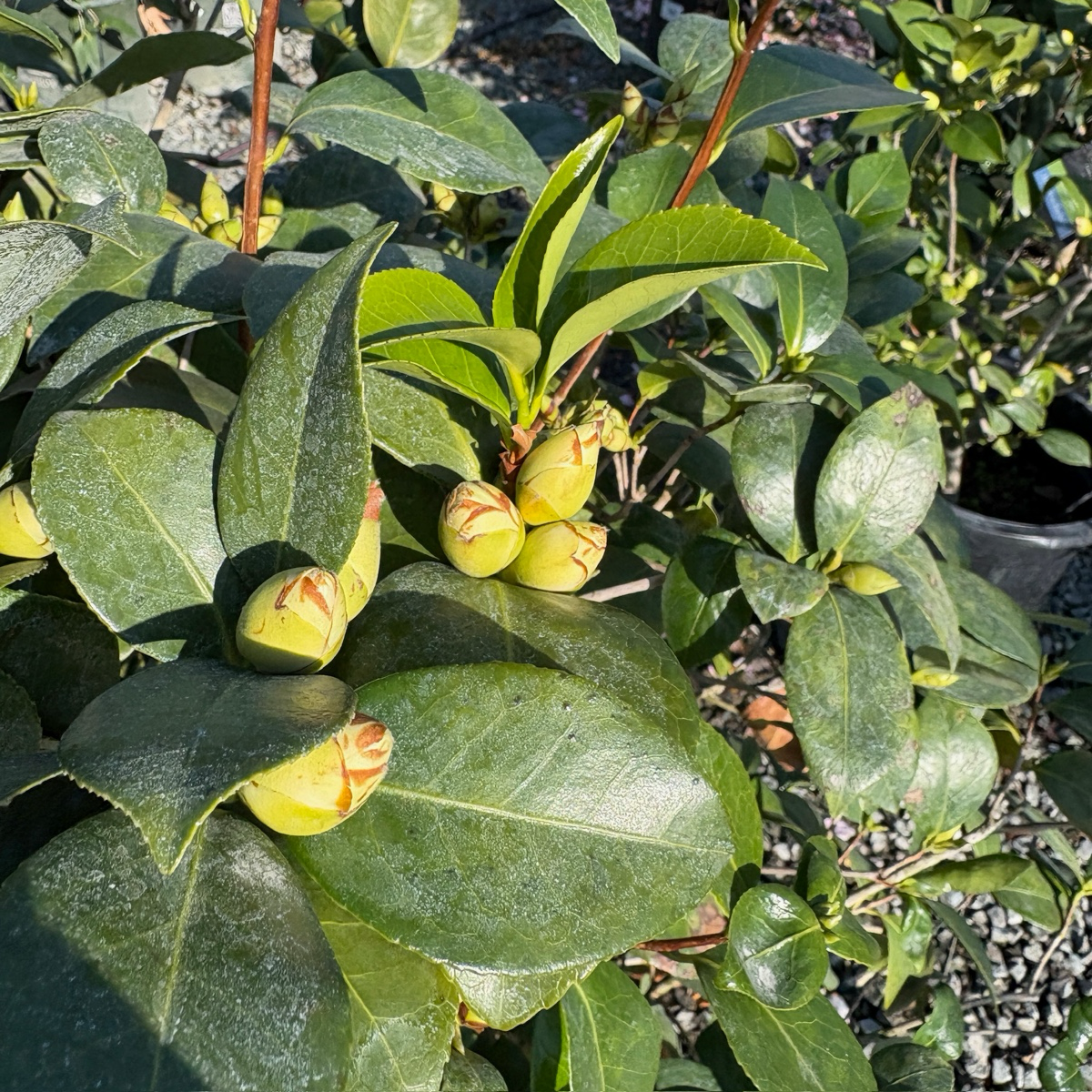 Nuccio's Gem Camellia