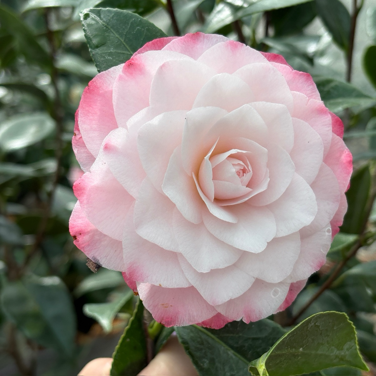 Nuccio's Pearl Camellia
