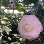 Nuccio's Pearl Camellia