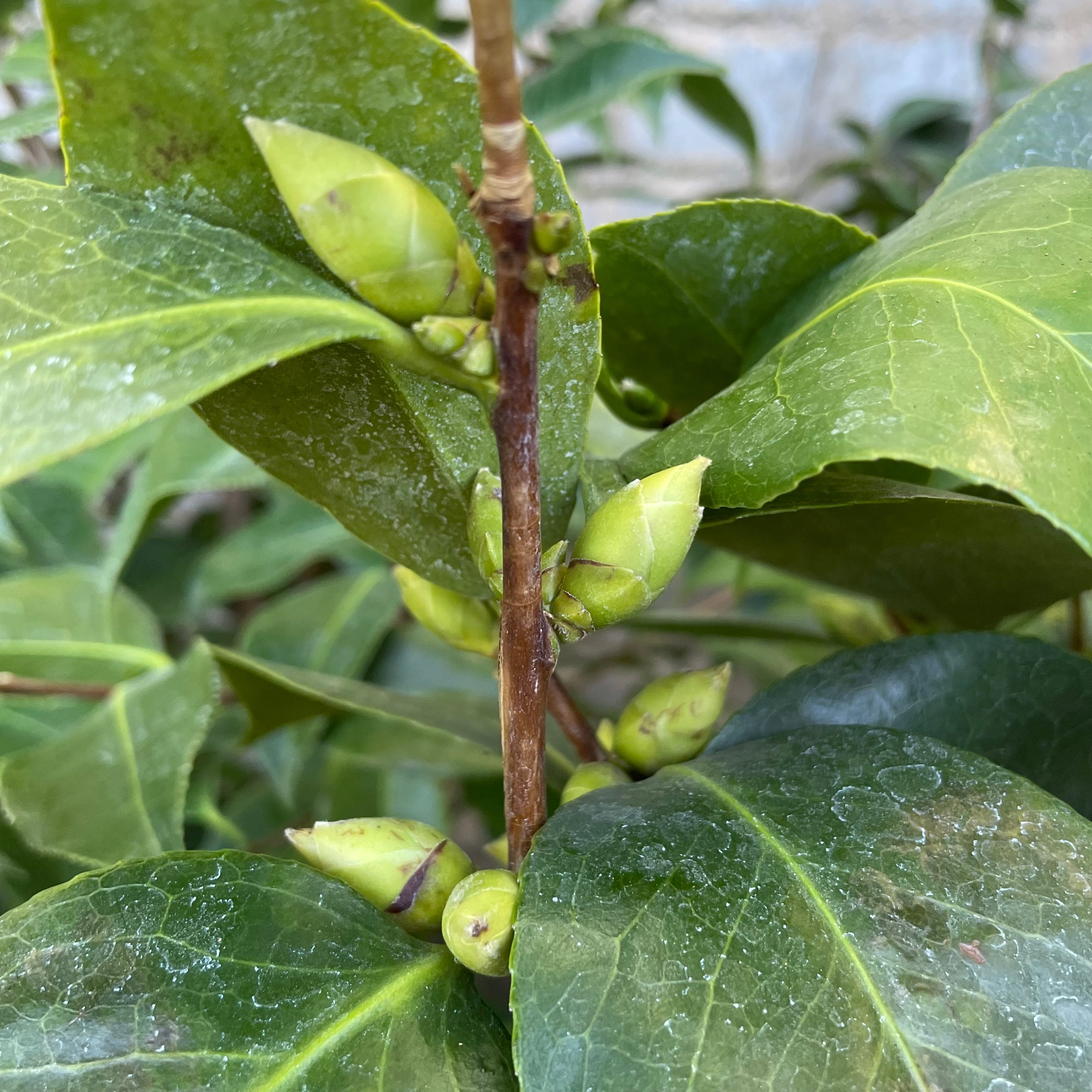 Nuccio's Pearl Camellia