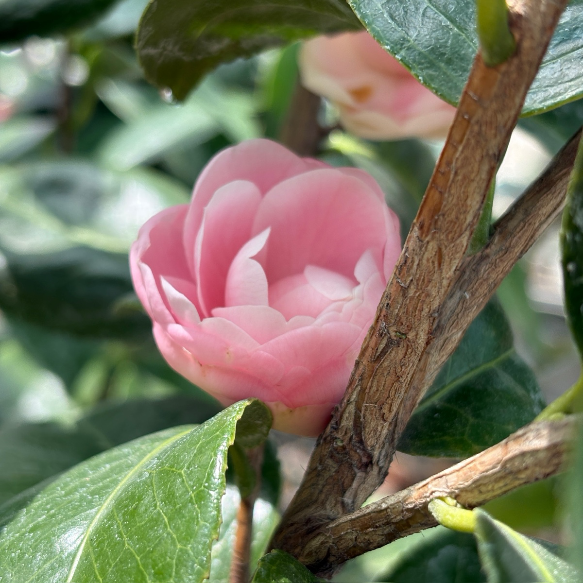 Nuccio's Pearl Camellia