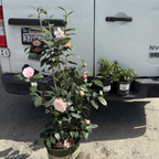 Nuccio's Pearl Camellia