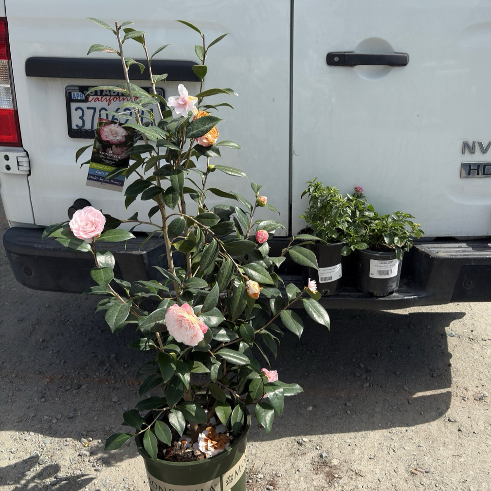 camellia japonica tree Nuccio's Pearl Camellia