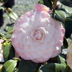 Nuccio's Pearl Camellia